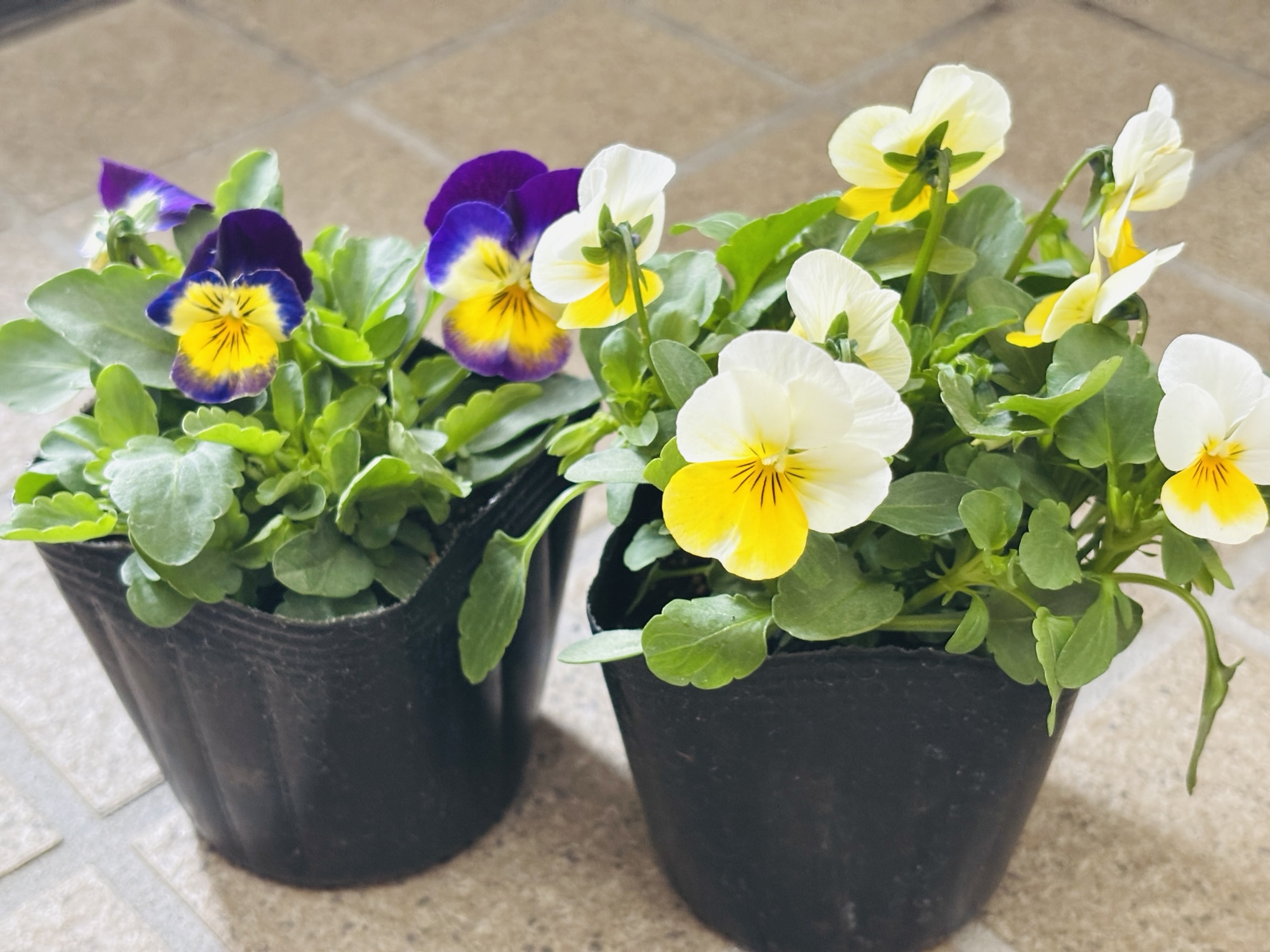 今週のMOMME(4/6〜)